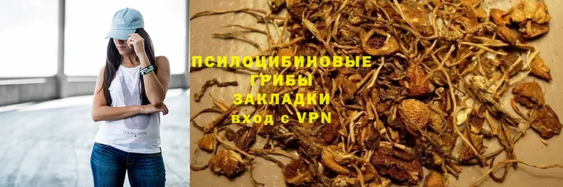 Псилоцибиновые грибы Psilocybe  хочу наркоту  Калининск 